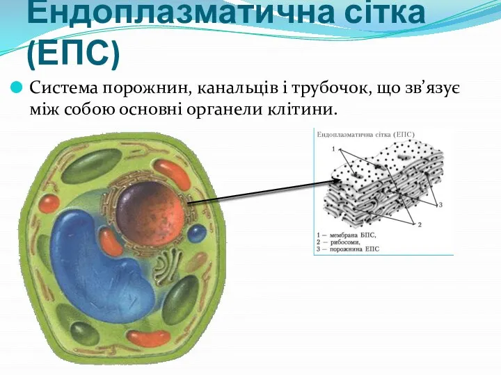 Ендоплазматична сітка (ЕПС) Система порожнин, канальців і трубочок, що зв’язує між собою основні органели клітини.