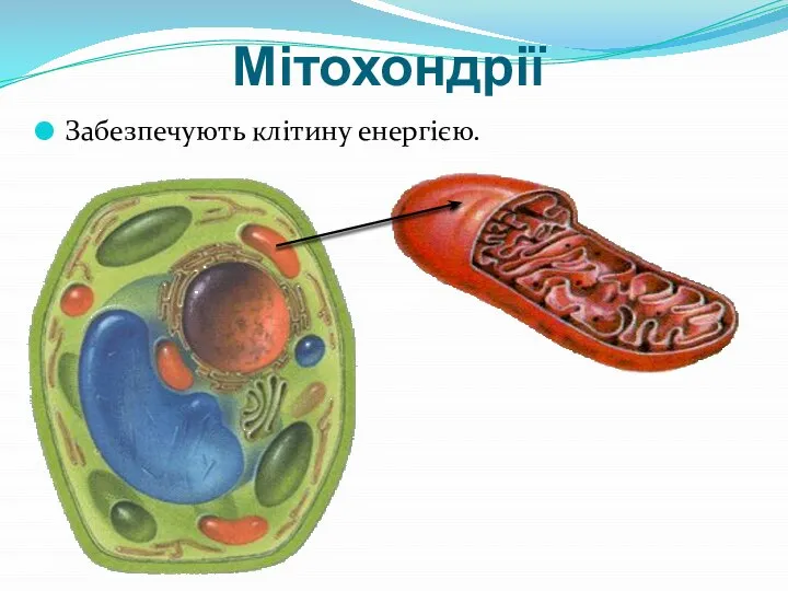 Мітохондрії Забезпечують клітину енергією.