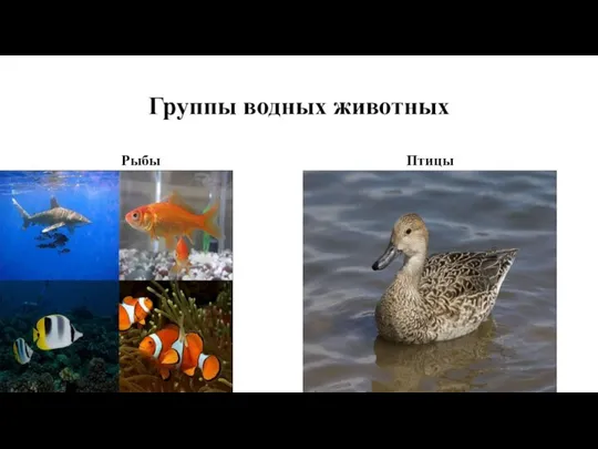 Группы водных животных Рыбы Птицы