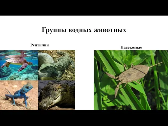 Группы водных животных Рептилии Насекомые