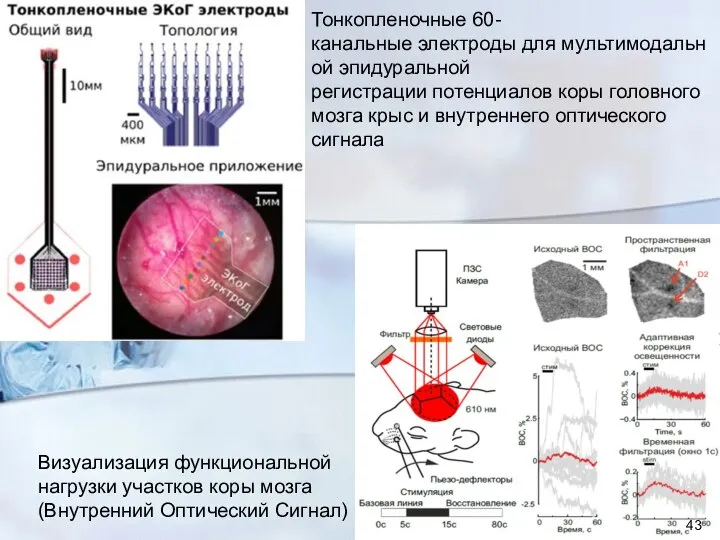 Визуализация функциональной нагрузки участков коры мозга (Внутренний Оптический Сигнал) Тонкопленочные 60‐канальные электроды