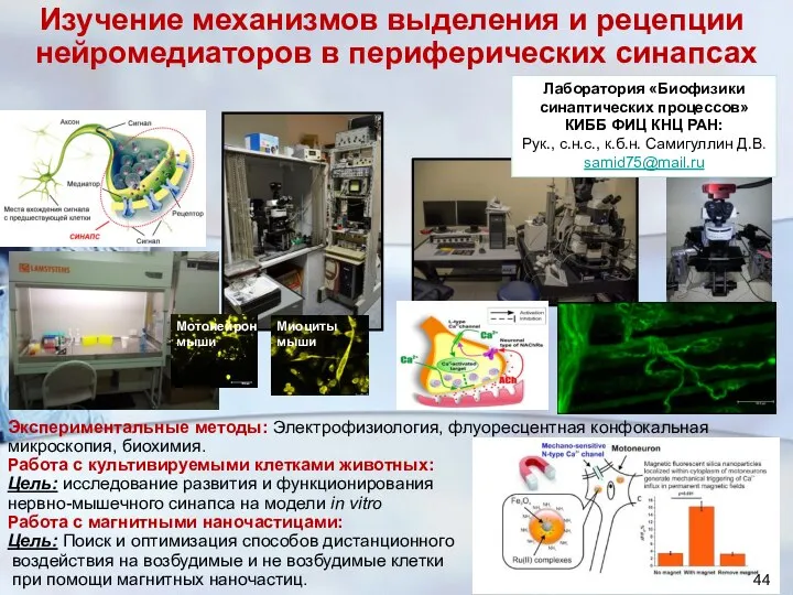 Экспериментальные методы: Электрофизиология, флуоресцентная конфокальная микроскопия, биохимия. Работа с культивируемыми клетками животных: