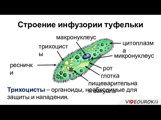 Строение инфузории туфельки реснички трихоцисты Трихоцисты – органоиды, необходимые для защиты и