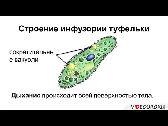 Строение инфузории туфельки сократительные вакуоли Дыхание происходит всей поверхностью тела.