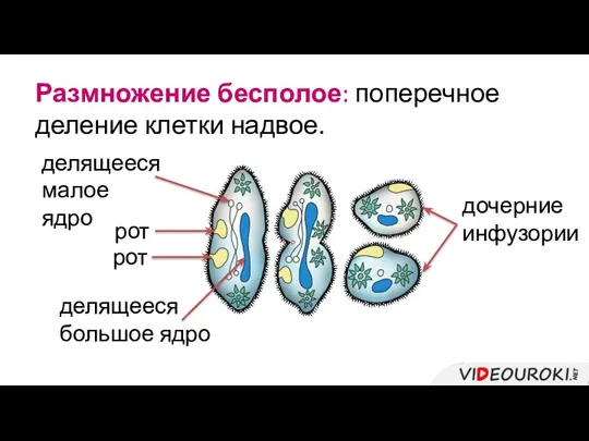 Размножение бесполое: поперечное деление клетки надвое. делящееся малое ядро рот рот делящееся большое ядро дочерние инфузории