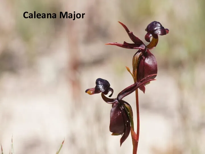 Caleana Major