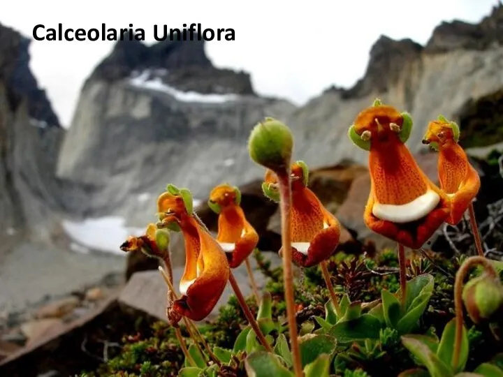 Calceolaria Uniflora