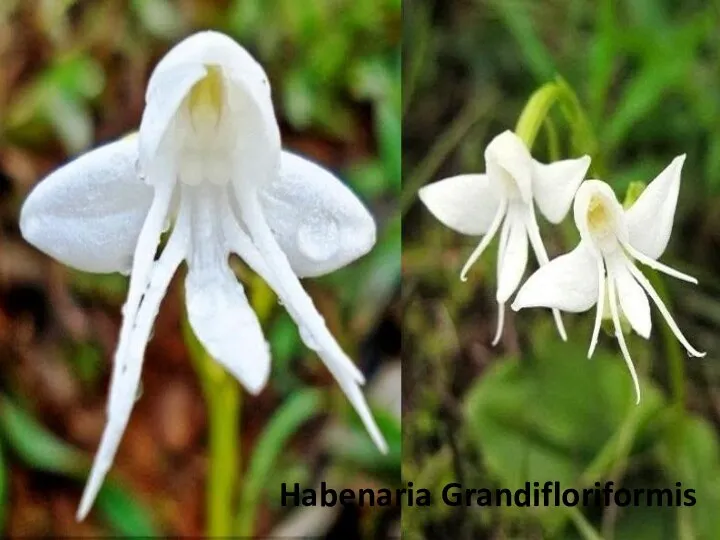 Habenaria Grandifloriformis