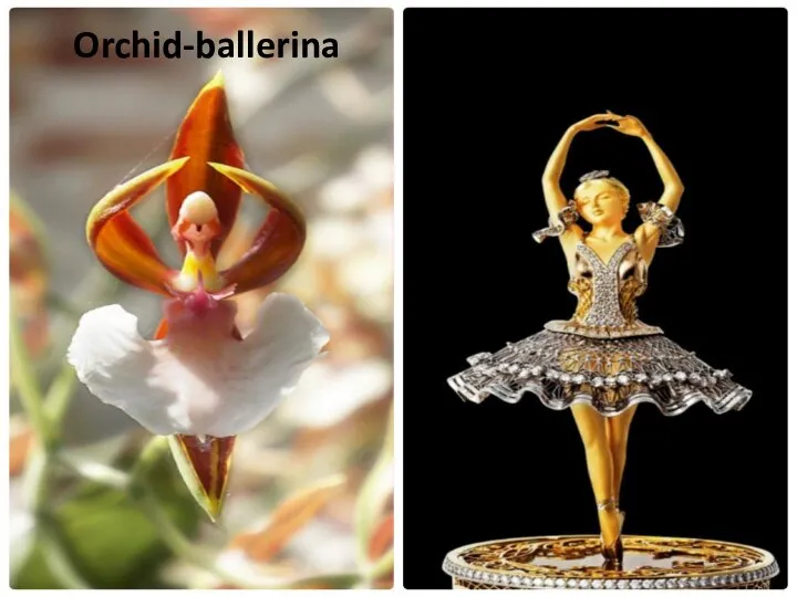 Orchid-ballerina