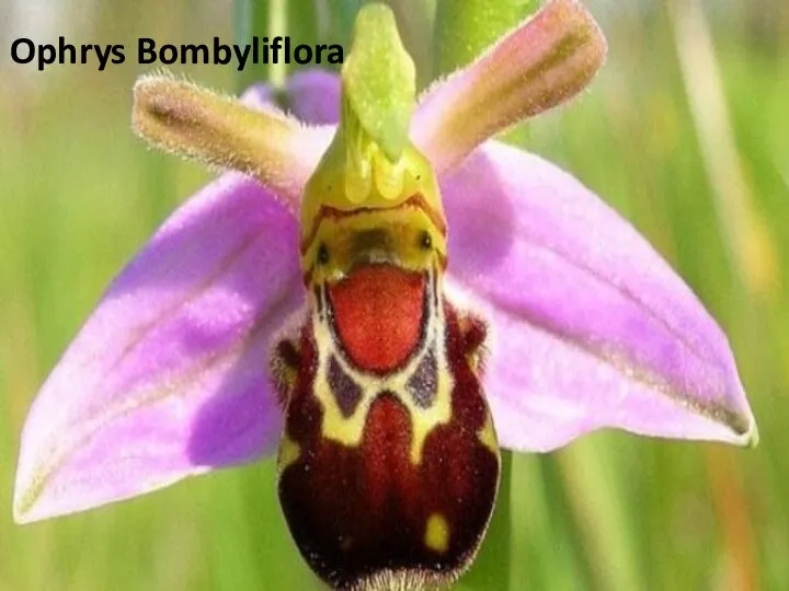 Ophrys Bombyliflora