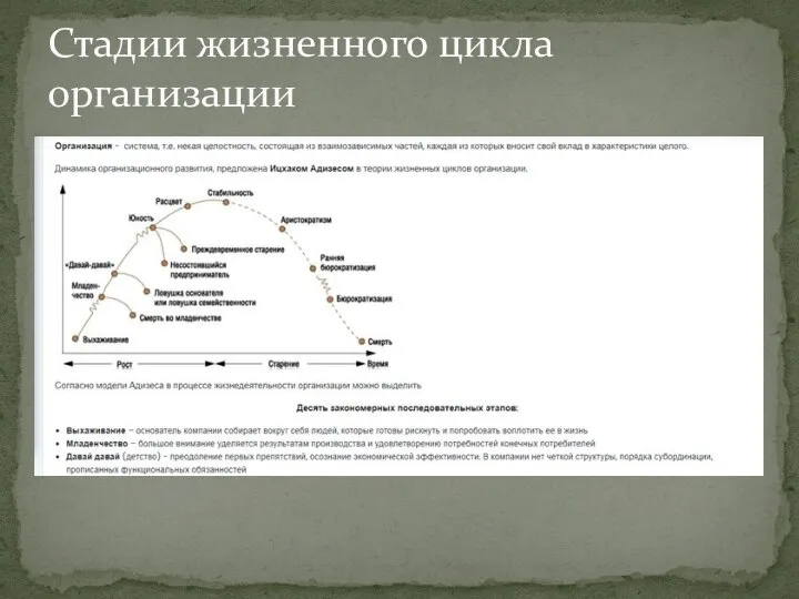 Стадии жизненного цикла организации