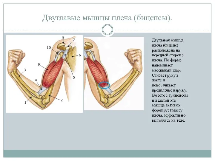 Двуглавые мышцы плеча (бицепсы). Двуглавая мышца плеча (бицепс) расположена на передней стороне