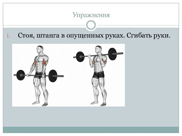 Упражнения Стоя, штанга в опущенных руках. Сгибать руки.