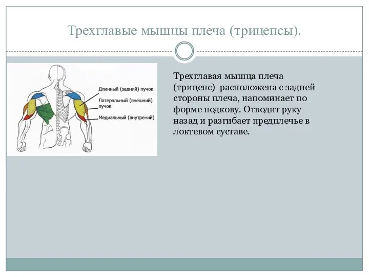Трехглавые мышцы плеча (трицепсы). Трехглавая мышца плеча (трицепс) расположена с задней стороны