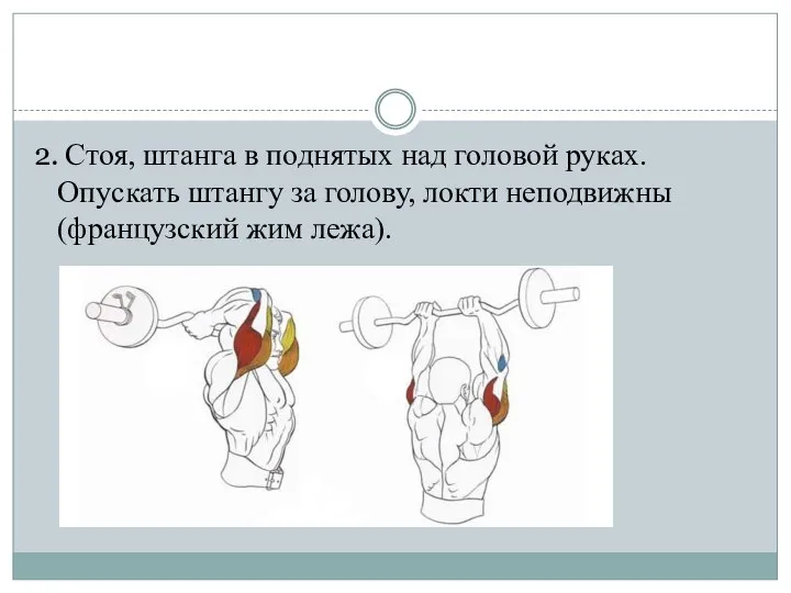 2. Стоя, штанга в поднятых над головой руках. Опускать штангу за голову,