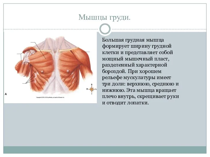 Мышцы груди. Большая грудная мышца формирует ширину грудной клетки и представляет собой