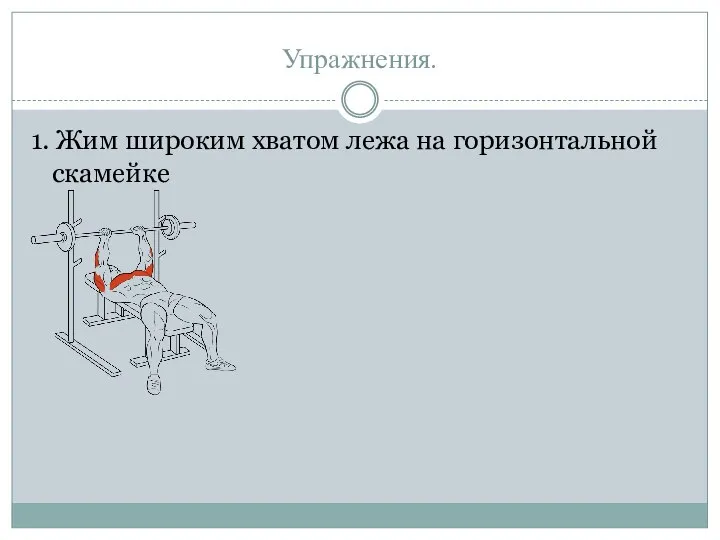 Упражнения. 1. Жим широким хватом лежа на горизонтальной скамейке