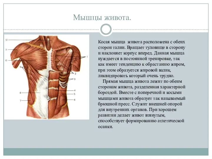 Мышцы живота. Косая мышца живота расположена с обеих сторон талии. Вращает туловище