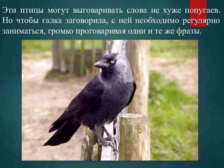 Эти птицы могут выговаривать слова не хуже попугаев. Но чтобы галка заговорила,