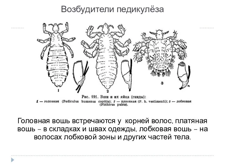 Возбудители педикулёза Головная вошь встречаются у корней волос, платяная вошь – в