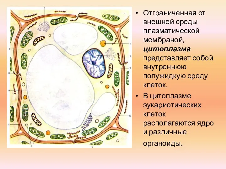 Отграниченная от внешней среды плазматической мембраной, цитоплазма представляет собой внутреннюю полужидкую среду