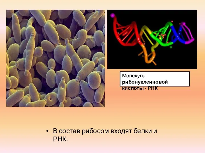 В состав рибосом входят белки и РНК. Молекула рибонуклеиновой кислоты - РНК