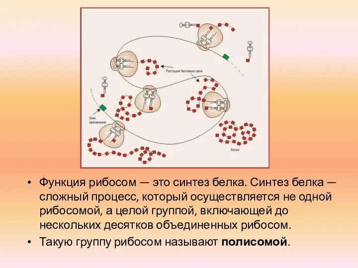 Функция рибосом — это синтез белка. Синтез белка — сложный процесс, который