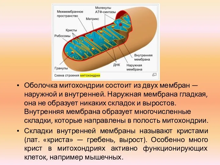 Оболочка митохондрии состоит из двух мембран — наружной и внутренней. Наружная мембрана