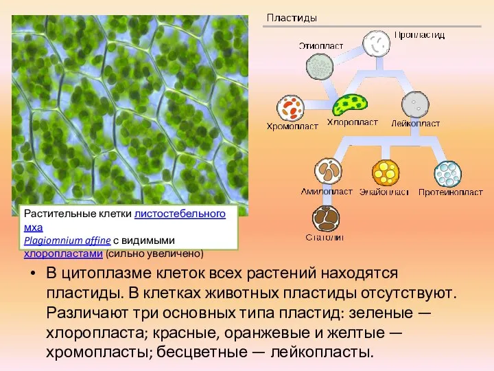 В цитоплазме клеток всех растений находятся пластиды. В клетках животных пластиды отсутствуют.