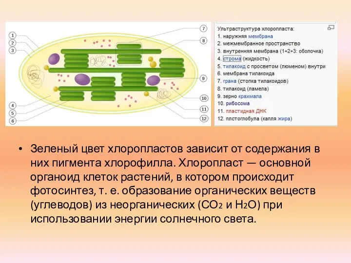 Зеленый цвет хлоропластов зависит от содержания в них пигмента хлорофилла. Хлоропласт —