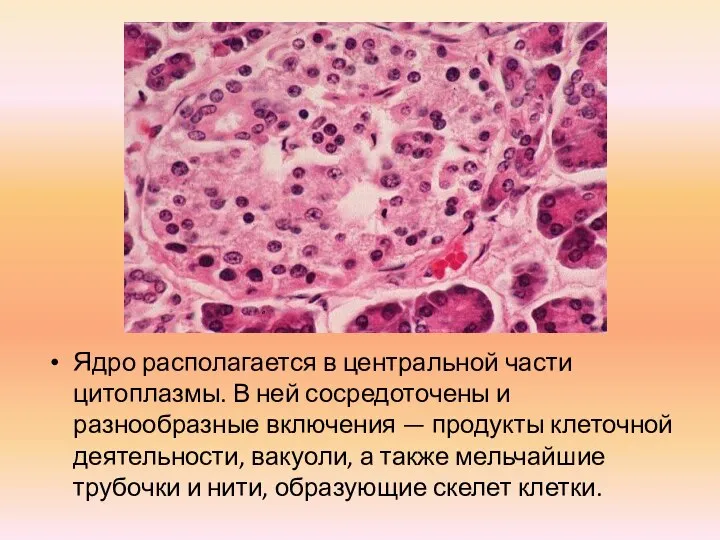 Ядро располагается в центральной части цитоплазмы. В ней сосредоточены и разнообразные включения