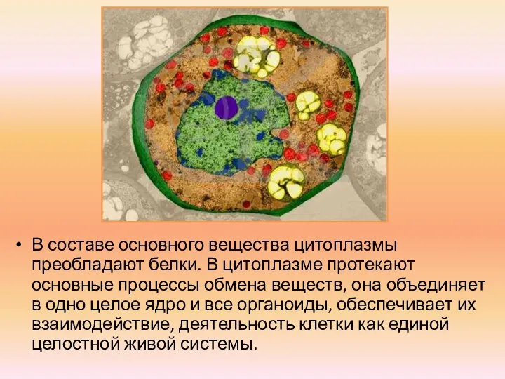 В составе основного вещества цитоплазмы преобладают белки. В цитоплазме протекают основные процессы