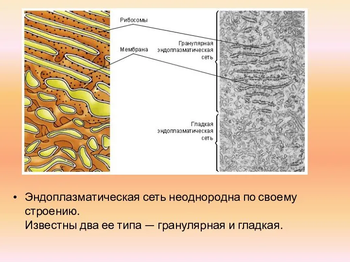 Эндоплазматическая сеть неоднородна по своему строению. Известны два ее типа — гранулярная и гладкая.