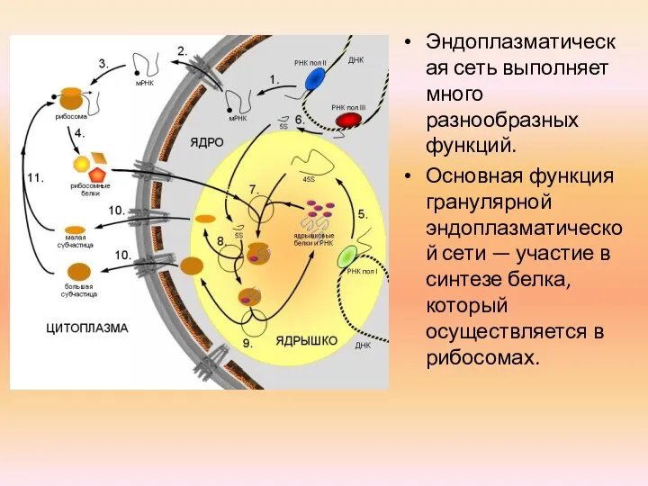 Эндоплазматическая сеть выполняет много разнообразных функций. Основная функция гранулярной эндоплазматической сети —