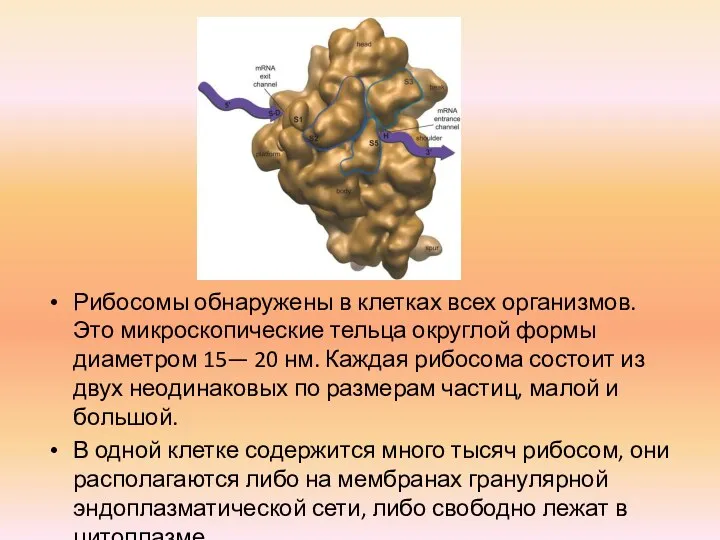 Рибосомы обнаружены в клетках всех организмов. Это микроскопические тельца округлой формы диаметром