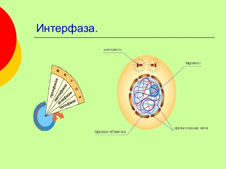 Интерфаза.