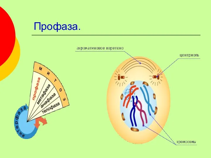 Профаза.