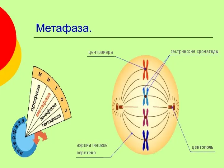 Метафаза.