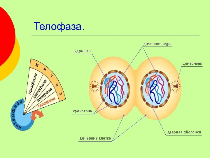 Телофаза.