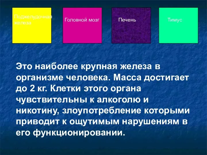 Это наиболее крупная железа в организме человека. Масса достигает до 2 кг.