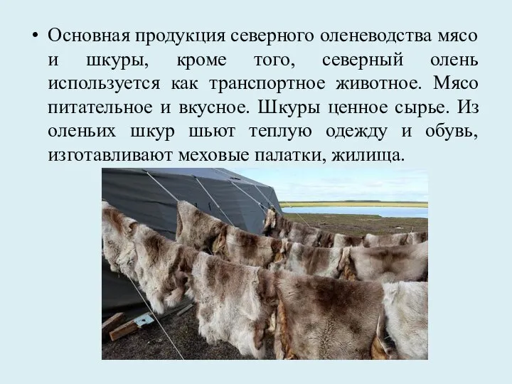 Основная продукция северного оленеводства мясо и шкуры, кроме того, северный олень используется