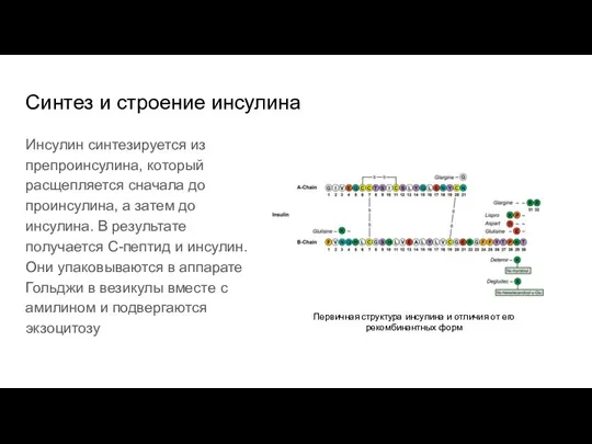 Синтез и строение инсулина Инсулин синтезируется из препроинсулина, который расщепляется сначала до