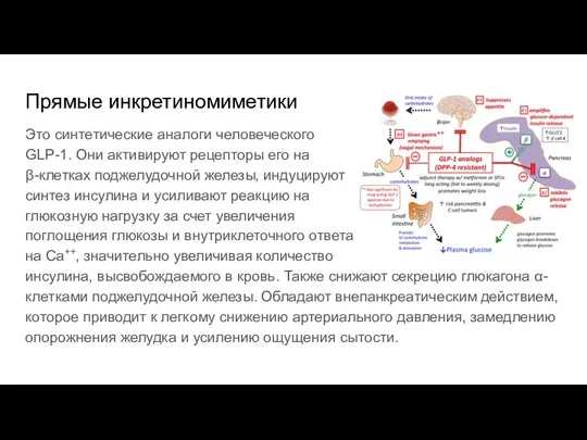 Прямые инкретиномиметики Это синтетические аналоги человеческого GLP-1. Они активируют рецепторы его на