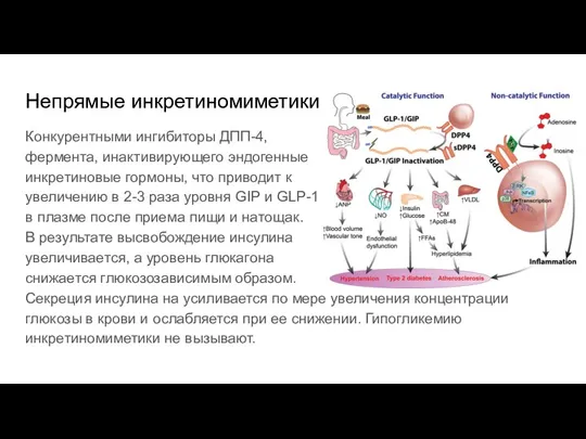 Непрямые инкретиномиметики Конкурентными ингибиторы ДПП-4, фермента, инактивирующего эндогенные инкретиновые гормоны, что приводит