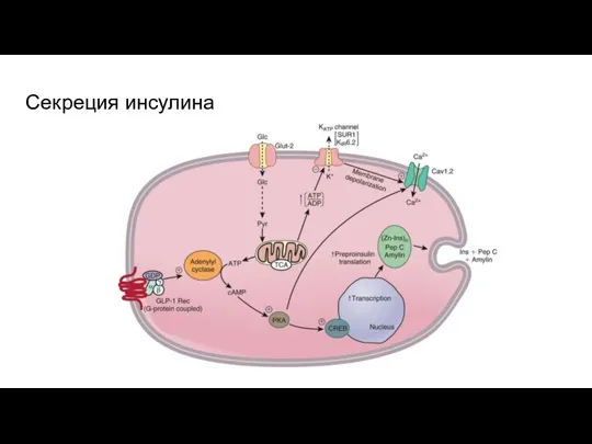 Секреция инсулина