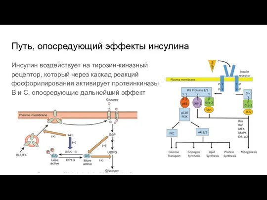 Путь, опосредующий эффекты инсулина Инсулин воздействует на тирозин-киназный рецептор, который через каскад