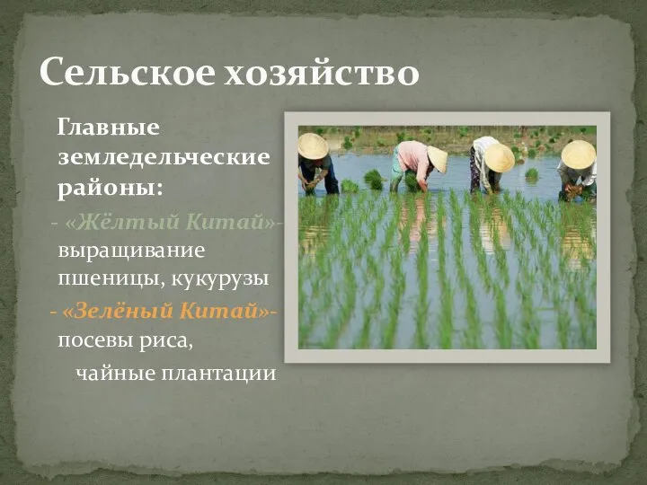 Сельское хозяйство Главные земледельческие районы: - «Жёлтый Китай»-выращивание пшеницы, кукурузы - «Зелёный Китай»-посевы риса, чайные плантации