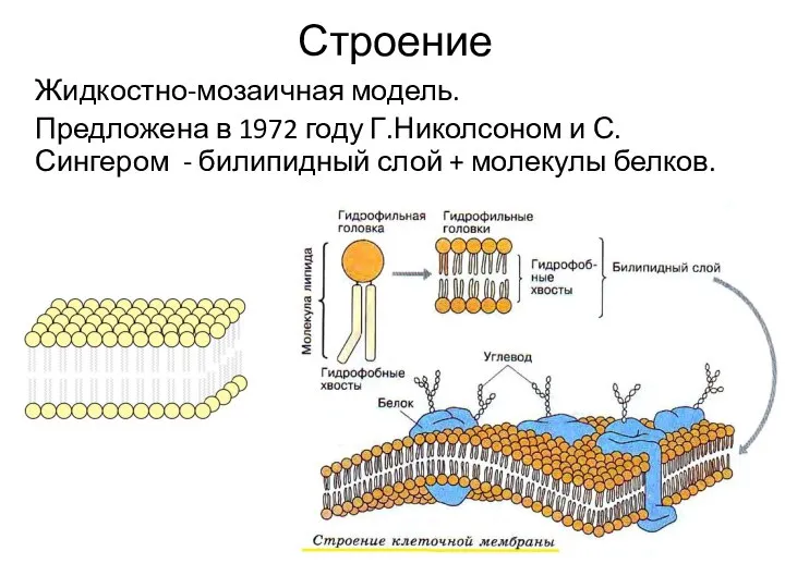 Строение Жидкостно-мозаичная модель. Предложена в 1972 году Г.Николсоном и С.Сингером - билипидный слой + молекулы белков.