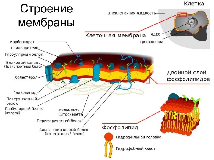 Строение мембраны