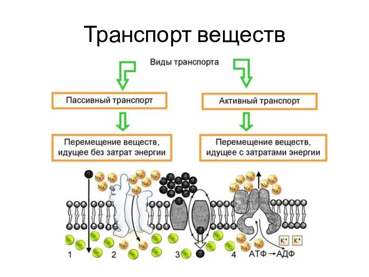 Транспорт веществ